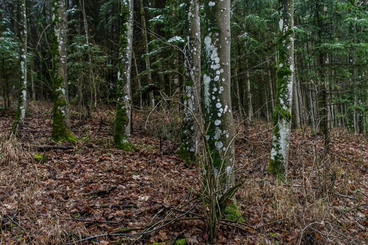 Fantastisch Im Naturpark Altmuehltal Greding Exterior foto